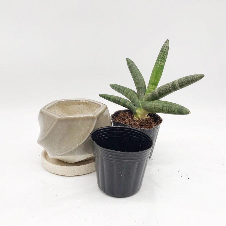 サンスベリア ボンセレンシス 3号 陶器鉢付 - 観葉植物・多肉植物