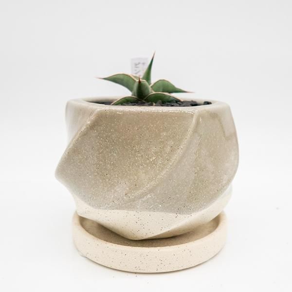 サンスベリア ピングイキュラの通信販売 ネットショップ 観葉植物 多肉植物 塊根植物の通販 ネットショップの The Farm Universal Online Store サンスベリア ピングイキュラの通信販売 ネットショップ 観葉植物 多肉植物 塊根植物の通販 ネットショップの The Farm Universal Online Store