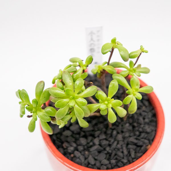 58%OFF!】 中国宜興 超人気 盆栽鉢 塊根植物 多肉植物 植木鉢 小品 大