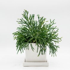 リプサリスの通信販売・ネットショップ｜観葉植物・多肉植物、塊根植物 