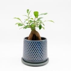 観葉植物の通信販売・ネットショップ｜観葉植物・多肉植物、塊根植物の 