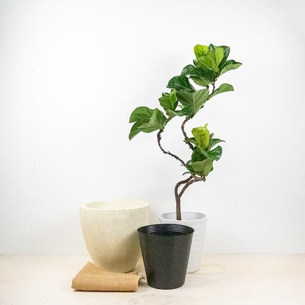 カシワバゴム バンビーノの通信販売 ネットショップ 観葉植物 多肉植物 塊根植物の通販 ネットショップの The Farm Universal Online Store カシワバゴム バンビーノの通信販売 ネットショップ 観葉植物 多肉植物 塊根植物の通販 ネットショップの The Farm Universal Online Store