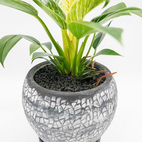 フィロデンドロン バーキンの通信販売・ネットショップ｜観葉植物・多肉植物、塊根植物の通販・ネットショップの『the Farm UNIVERSAL  ONLINE STORE』