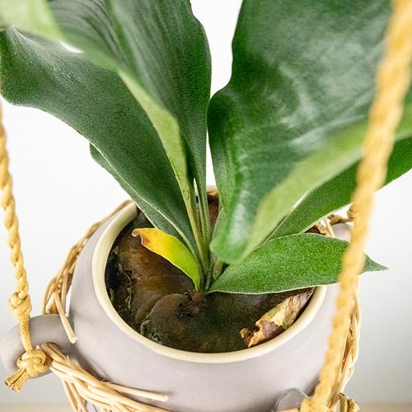コウモリラン ビカクシダ の通信販売 ネットショップ 観葉植物 多肉植物 塊根植物の通販 ネットショップの The Farm Universal Online Store コウモリラン ビカクシダ の通信販売 ネットショップ 観葉植物 多肉植物 塊根植物の通販 ネットショップの The Farm Universal Online Store