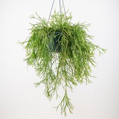 ハンギング特集 - 観葉植物・多肉植物・塊根植物の通販・ネットショップ｜the Farm UNIVERSAL ONLINE STORE