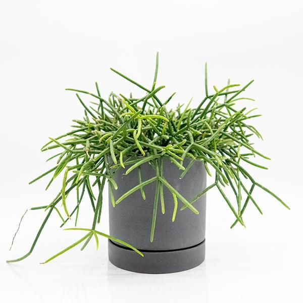 リプサリス バーチェリーの通信販売 ネットショップ 観葉植物 多肉植物 塊根植物の通販 ネットショップの The Farm Universal Online Store リプサリス バーチェリーの通信販売 ネットショップ 観葉植物 多肉植物 塊根植物の通販 ネットショップの The Farm Universal Online Store
