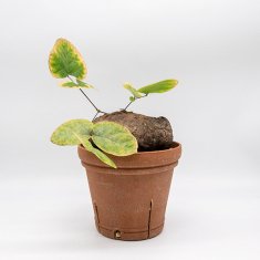 珍奇植物 / ビザールプランツの通信販売・ネットショップ｜観葉植物