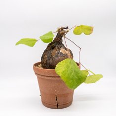 珍奇植物 / ビザールプランツの通信販売・ネットショップ｜観葉植物