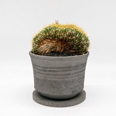 こだわりの植物と鉢の通信販売・ネットショップ｜観葉植物・多肉植物