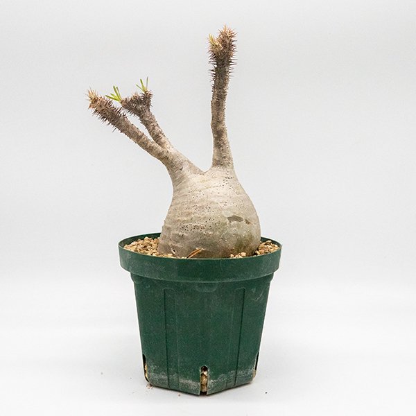 アップルグリーンの商品【現品】塊根植物 パキポディウムグラキリス ５号鉢