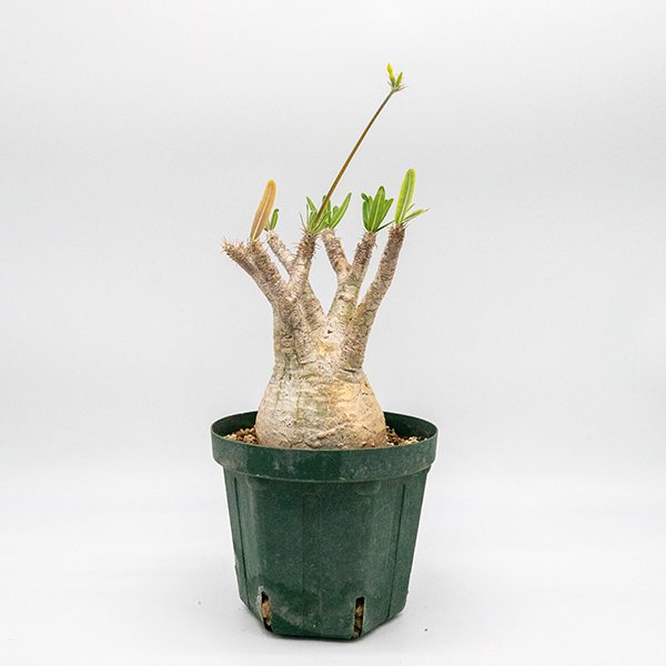 ✳︎人気✳︎中型トトロ パキポディウムグラキリス 塊根植物 | chidori.co