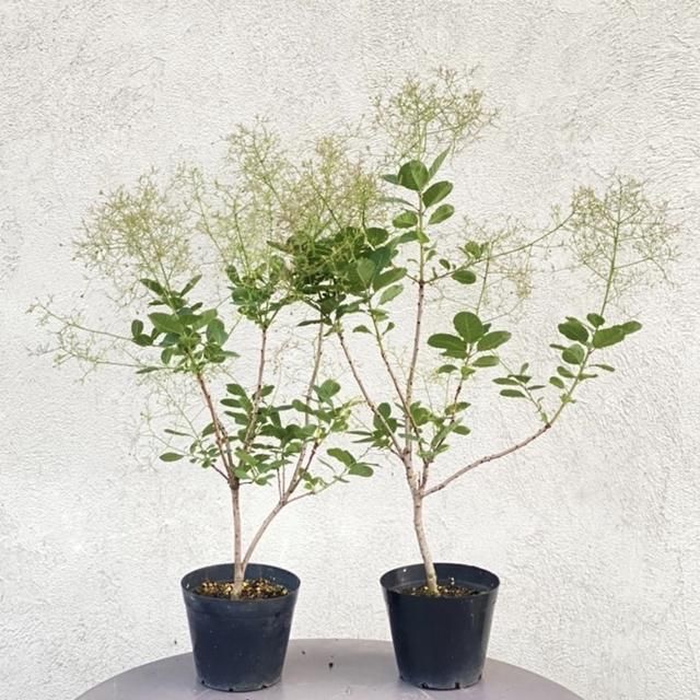 スモークツリー ピンクパール 観葉植物 多肉植物 塊根植物の通販 ネットショップの The Farm Universal Online Store スモークツリー ピンクパール 観葉植物 多肉植物 塊根植物の通販 ネットショップの The Farm Universal Online Store