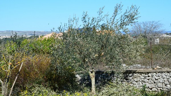 オリーブの木 シプレシーノ 7号寸 原産地イタリア シチリア島 パーティ
