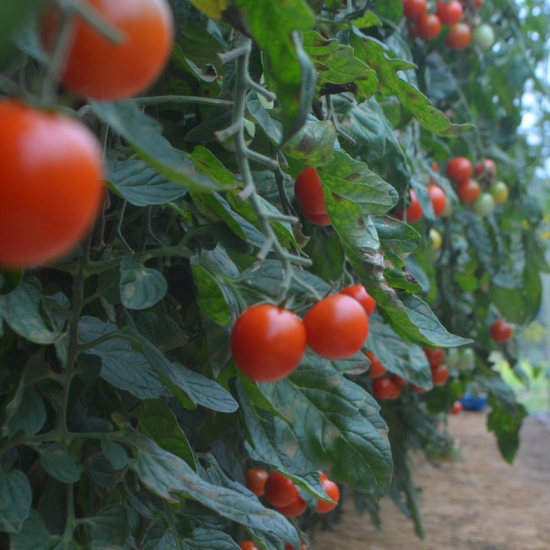 ひるぜん産ミニトマトのソース Salsa Di Pomodorino Di Hiruzen ひるぜん産ミニトマトのソース Salsa Di Pomodorino Di Hiruzen