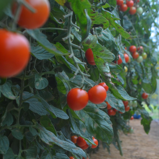 ひるぜん産ミニトマトのソース Salsa Di Pomodorino Di Hiruzen