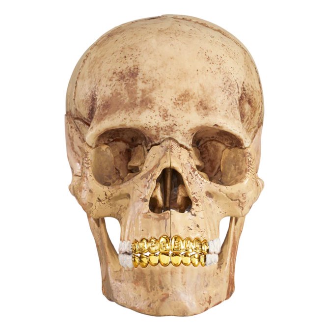 Supreme 4D Model Human Skull