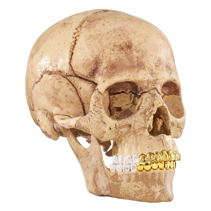 supreme Anatomy Model 人体模型 2体セット