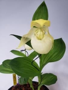ベ*キ様 山野草　礼文アツモリソウ　白花係　1株花芽1葉1　16-① ベ*キ様 山野草 礼文アツモリソウ 白花係 1株花芽1葉1 16-①