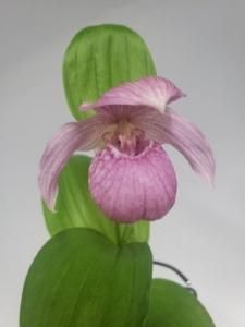 山野草 ホテイアツモリソウ ①武徳(花1芽1) （ホテイ