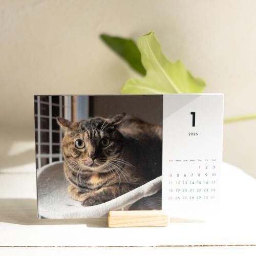 <img class='new_mark_img1' src='https://img.shop-pro.jp/img/new/icons5.gif' style='border:none;display:inline;margin:0px;padding:0px;width:auto;' />Moon CabinetꥸʥۤȤդ2026