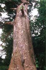 トドロッポの木(県天然記念物) 