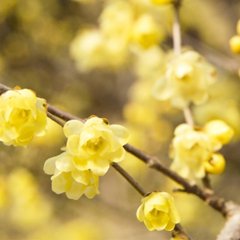 【植物】春に先駆けて香る花：ロウバイ（蝋梅）
