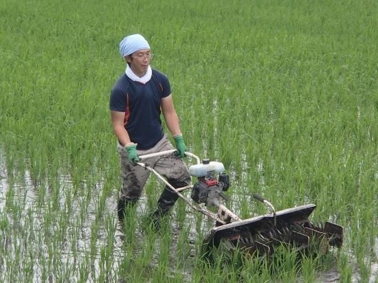 減農薬ひとめぼれ | 藤本さんの新米5kg - 安全なお米・自然食品 【根っこや】WEBSHOP