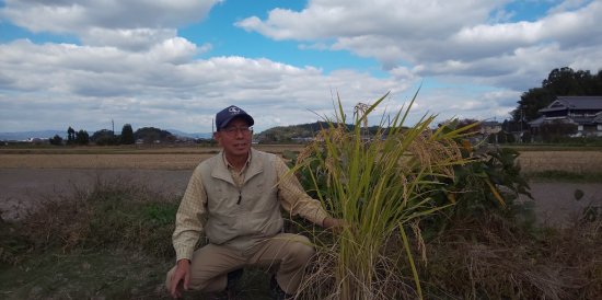 新米入荷！令和5年産】奈良県前川さんの自然栽培ヒノヒカリ5ｋｇ