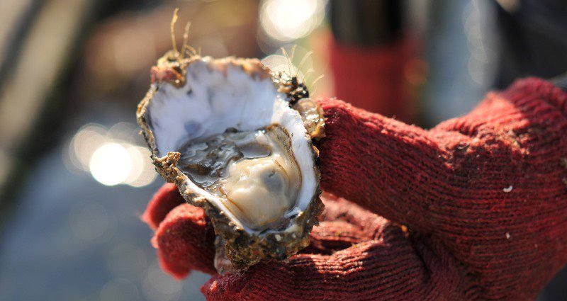 大黒神島沖で育てたかなわの牡蠣はすべて生で食べられます