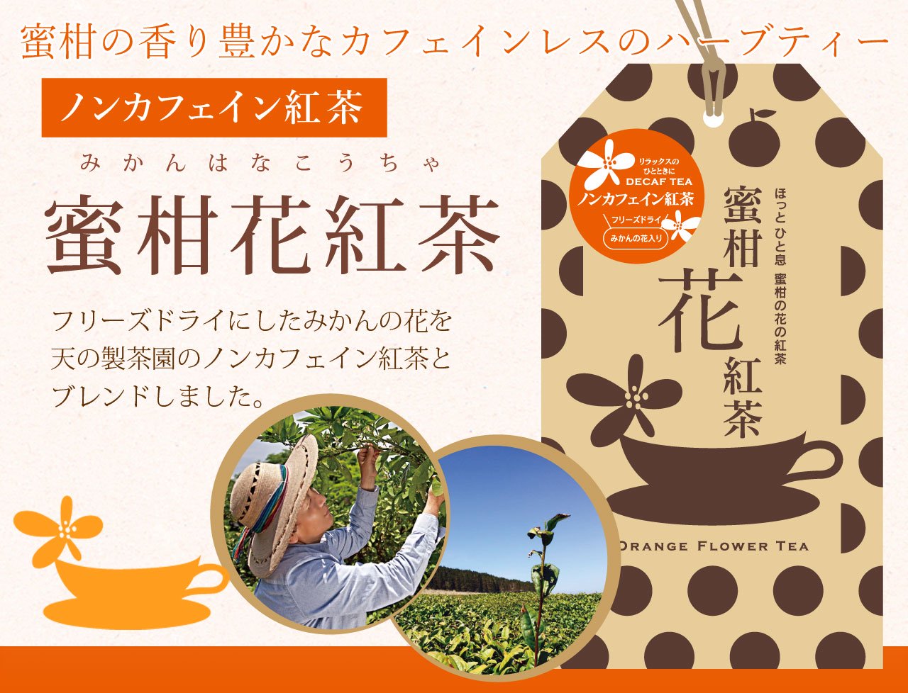 ノンカフェイン 蜜柑花紅茶 みかんの花の紅茶 フリーズドライ オレンジブロッサム 熊本河内の青みかん果汁や粉末など