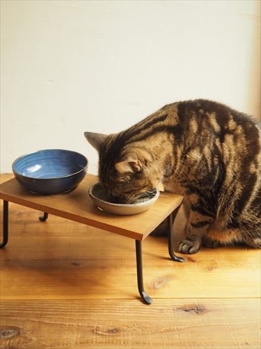 猫のお食事テーブル