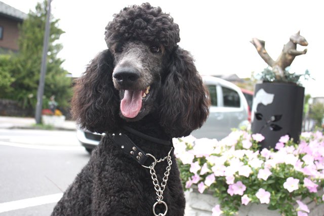 大型犬のハーフチョーク - ラインストーンハーフチョーク ブラック