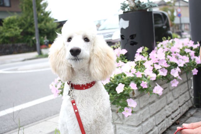 中型・大型犬のキラキラ首輪　 　中型・大型犬用　ラインストーン埋込首輪　 カラフルレッド　｜　軽井沢わんストーン