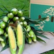 嶽きみ だけきみ 商品一覧 青森県産品 通販 Anekko あねっこ 嶽きみ だけきみ 商品一覧 青森県産品 通販 Anekko あねっこ