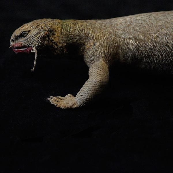 剥製・トゲオアガマ - フランスアンティーク雑貨・家具のSibora 剥製・トゲオアガマ - フランスアンティーク雑貨・家具のSibora