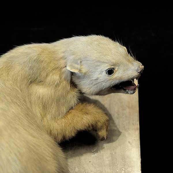 France・19世紀 イタチの剥製- 神戸 Sibora/Rhombusオンライン