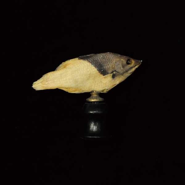 美品　大型　レア　タラチネボラ　オーストラリア産　標本　アンティーク 標本・魚| アンティーク 雑貨 博物 標本 【Sibora】