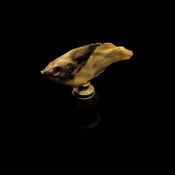 標本・魚| アンティーク 雑貨 博物 標本 【Sibora】