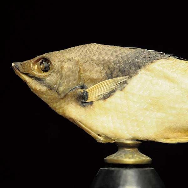 魚類標本 Amazon｜熱帯海産魚標本、透明樹脂観賞魚モデル、教材、創造的な樹脂