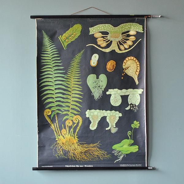 Timeless Botanical Beauty – Shabby Chic Frame Wall Art