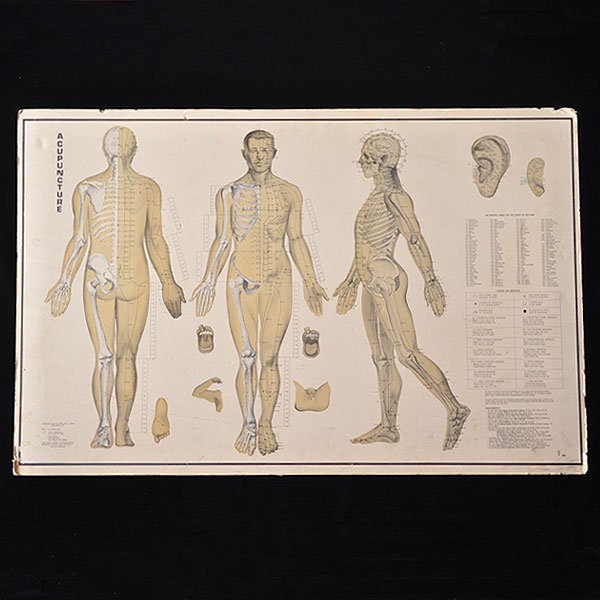 鍼灸経絡経穴図/アンティーク雑貨・家具のSibora【シボラオンライン 