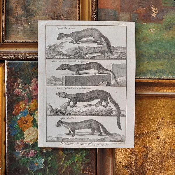 Histoire Naturelle 博物画・イタチ科/アンティーク雑貨・家具の