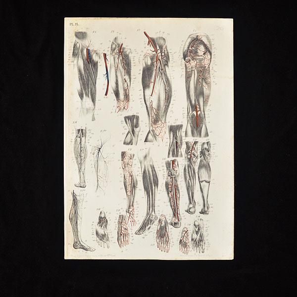 アンティーク解剖図 大判アート作品 9 ヴィンテージ解剖図アンティーク医療イラスト医師への贈り物