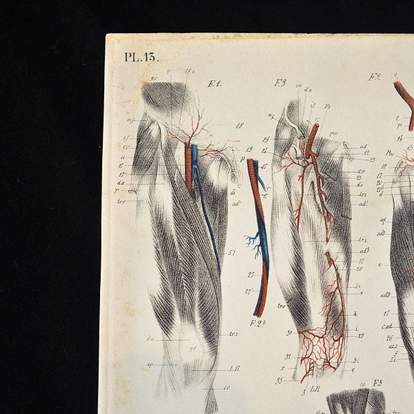アンティーク解剖図 大判アート作品 アンティーク解剖図 大判アート作品 il_1080xN.2511396959_fnzt.jpg