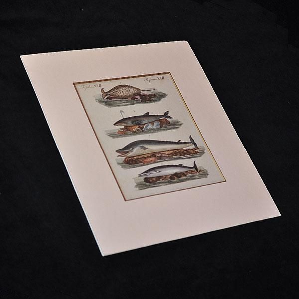 入荷なう 博物画・クジラ|アンティーク雑貨【Sibora】 工芸品