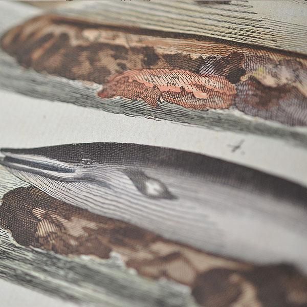 博物画・クジラ|アンティーク雑貨【Sibora】