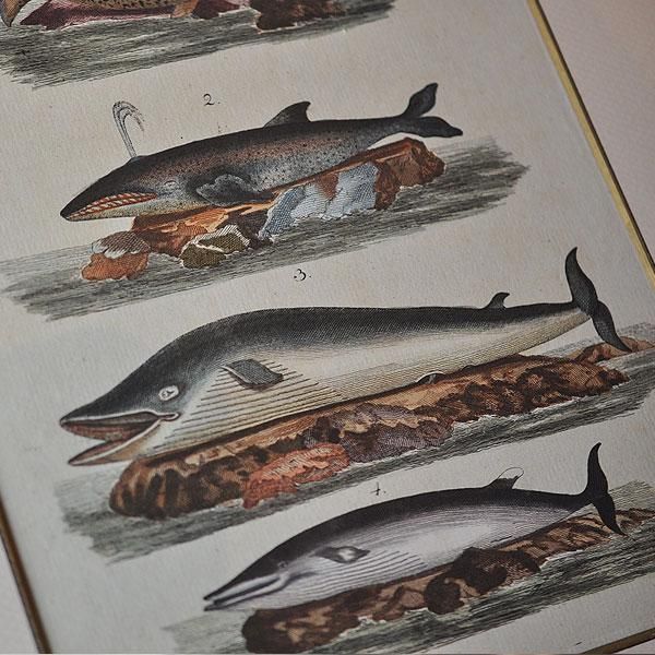 博物画・クジラ|アンティーク雑貨【Sibora】