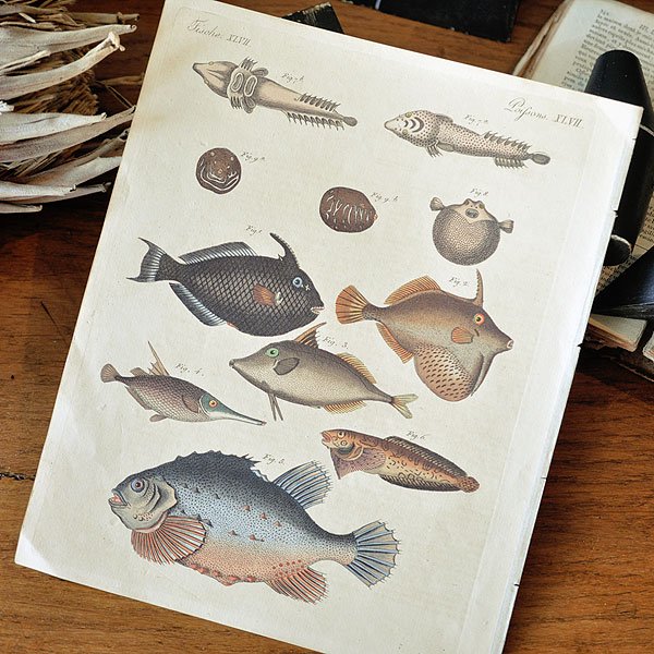 博物画 大判 19世紀 魚類/フランスアンティーク雑貨・家具のSibora【シボラ】図鑑