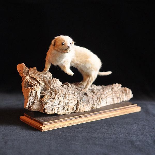 アンティーク天然イトウの剥製（額入り) アンティーク天然イトウの剥製（額入り)