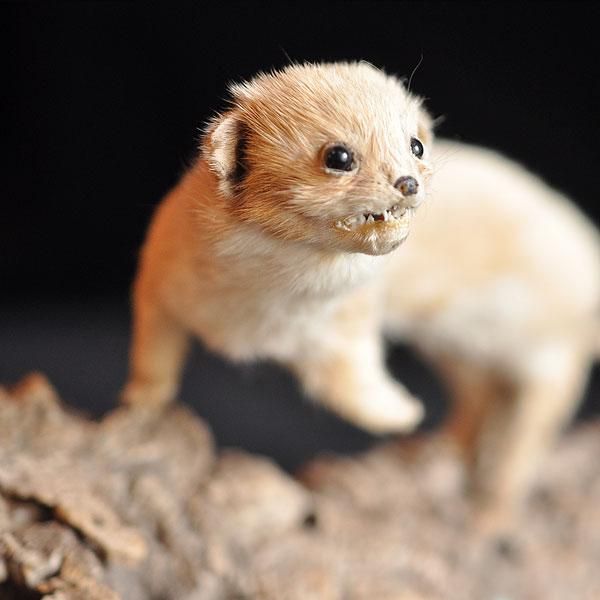 剥製・イタチ・6/アンティーク雑貨・家具のSibora【シボラ